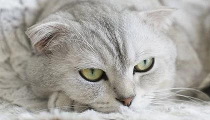 Jiu You-利物浦签约新东家英超联赛，利物浦英超最佳开局