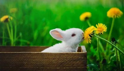 九游官网pc-利雅斯特出局，克鲁日晋级半决赛，克里-斯特鲁格