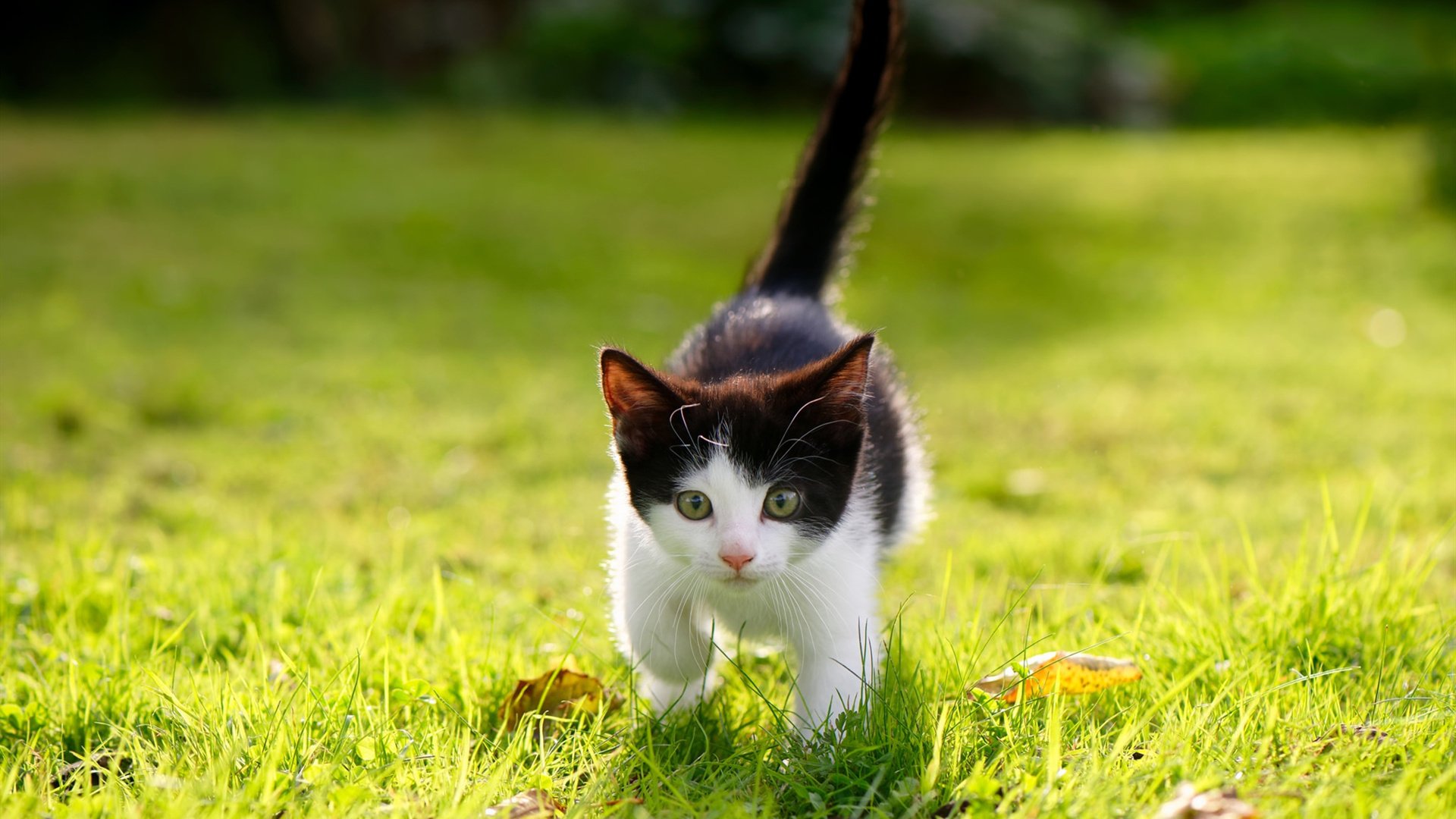 _湖人士气回暖，期待迎来胜利高潮_，湖人官方好消息