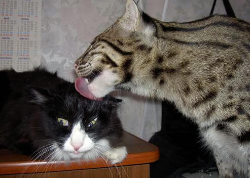 九游网页版官网-罗马战术创新，迎来关键胜利，罗马的军事作战方式