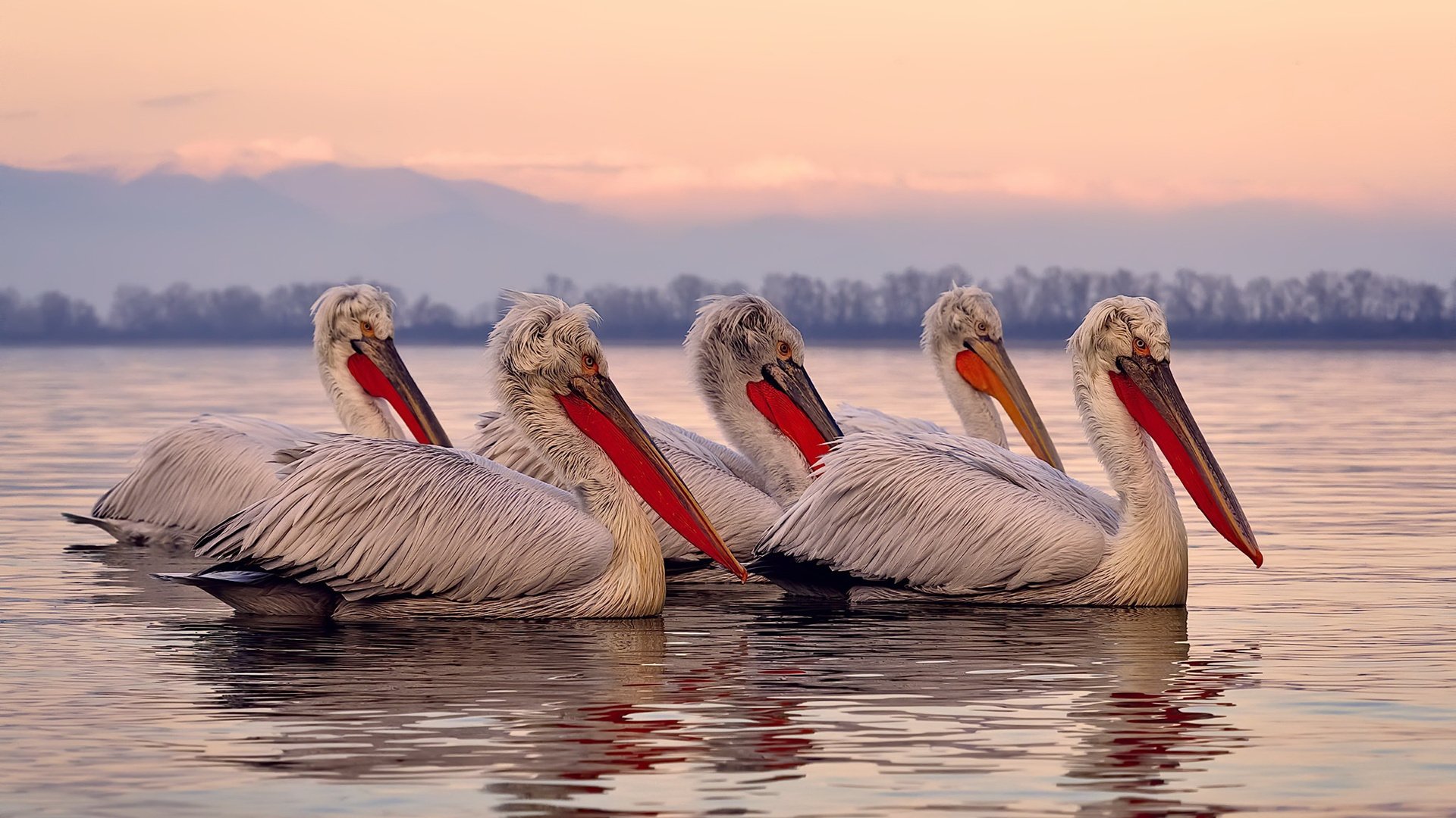 费兰·托雷斯关键助攻,皇马攻势如潮不可阻挡,费兰托雷斯欧冠