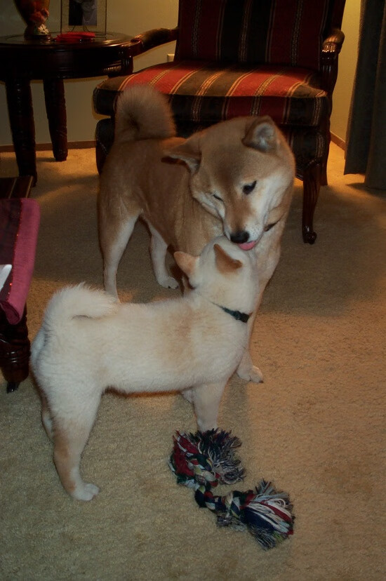 TES教练组采用大数据优化阵容调整,tes换教练