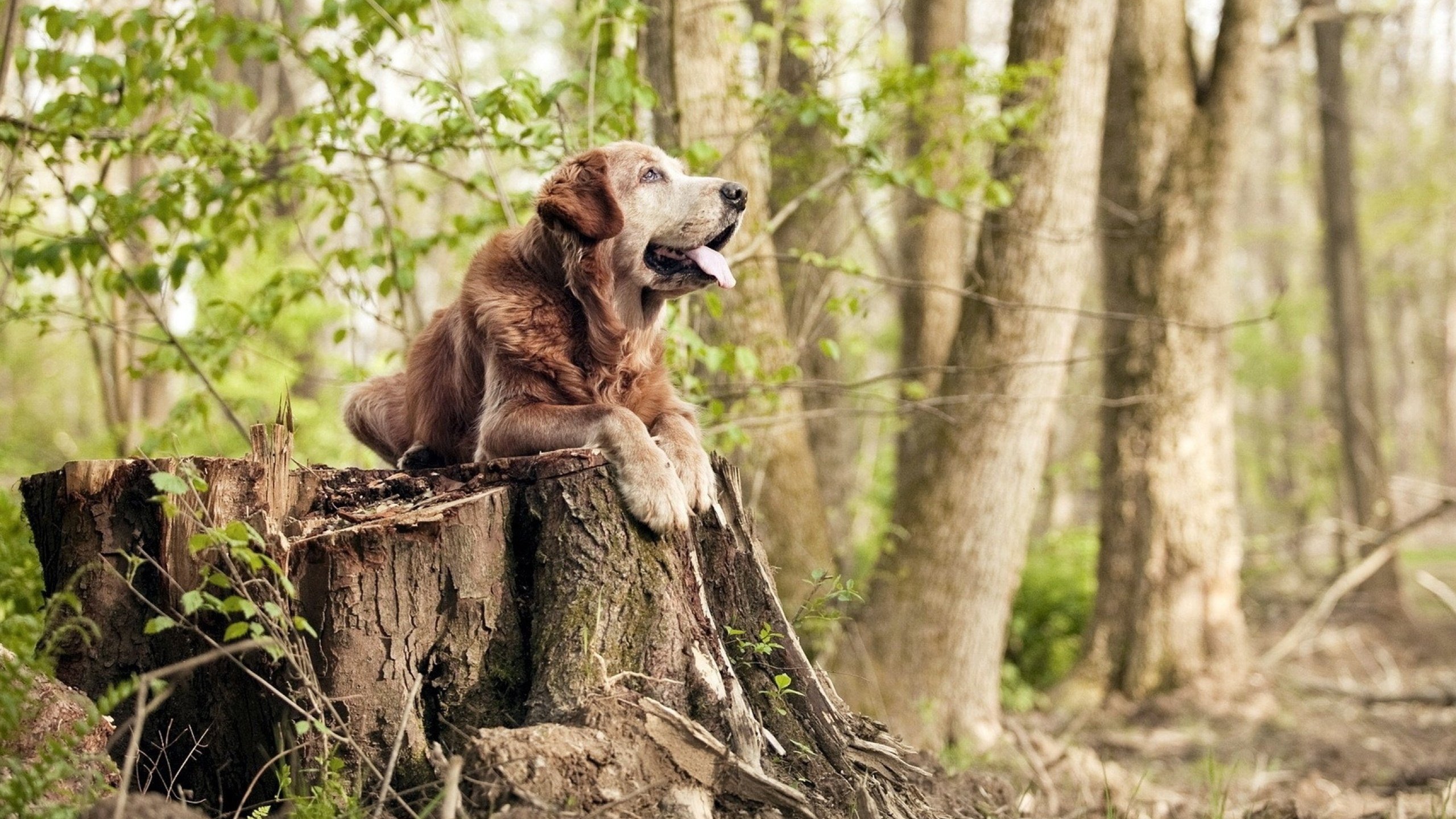 保利斯塔年轻阵容潜力巨大，保利斯丹