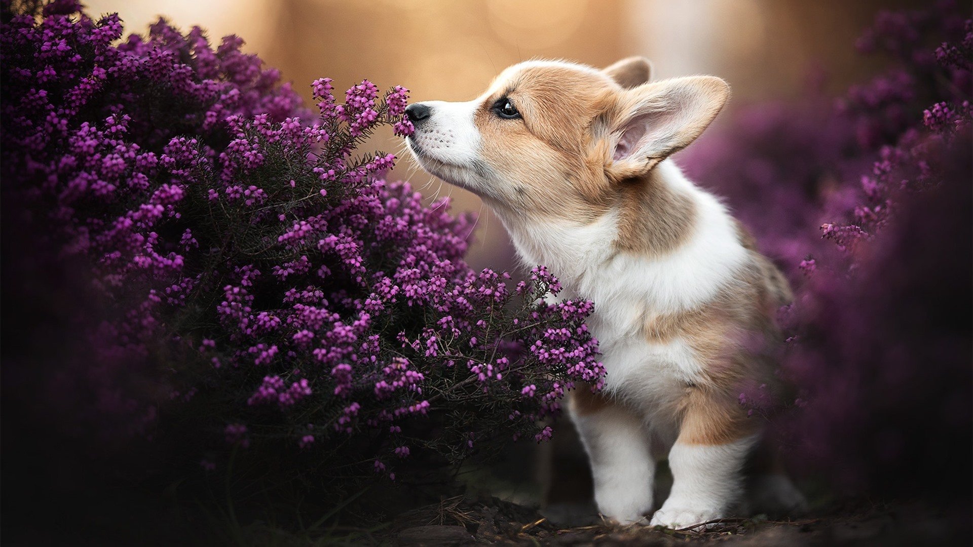 塞维利亚遗憾出局，罗马跻身半决赛，罗马赛决赛