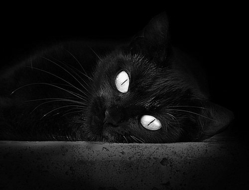 官方马术联合队医组建备战奥运,马术国家队