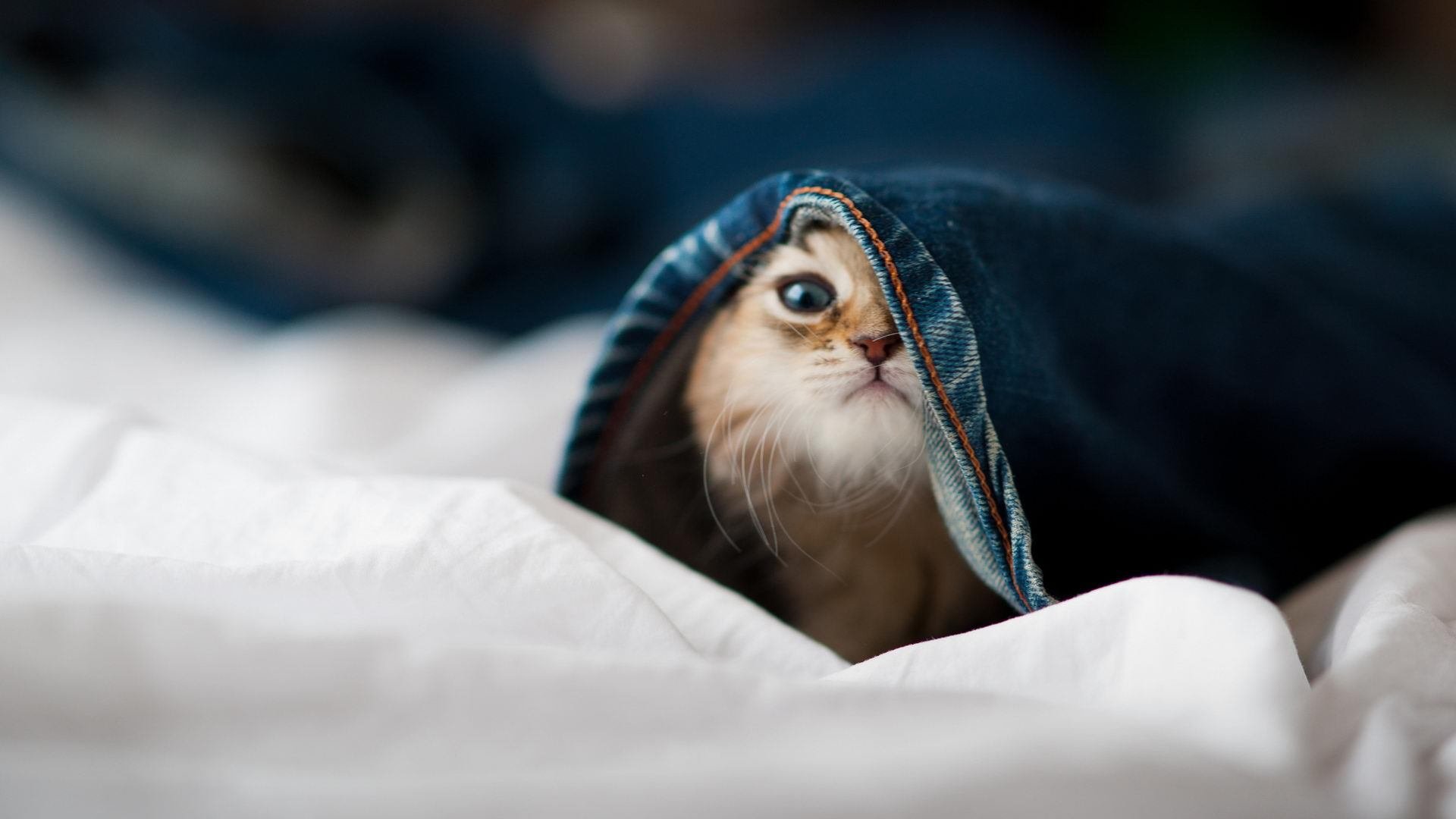 九游网页版官网-曼联因财务问题面临8000万英镑缺口，曼联公布财报