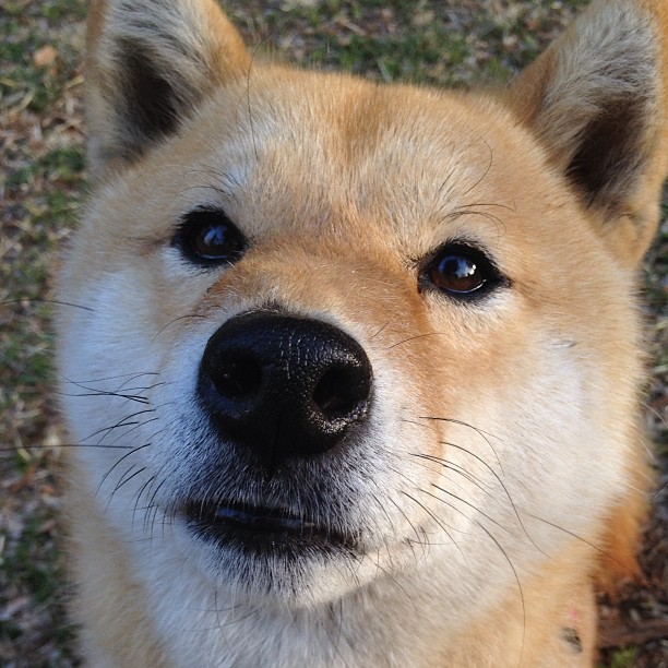 九游娱乐官网 (JIUYOU)-森林狼赛季开局表现抢眼，森林狼首发阵容