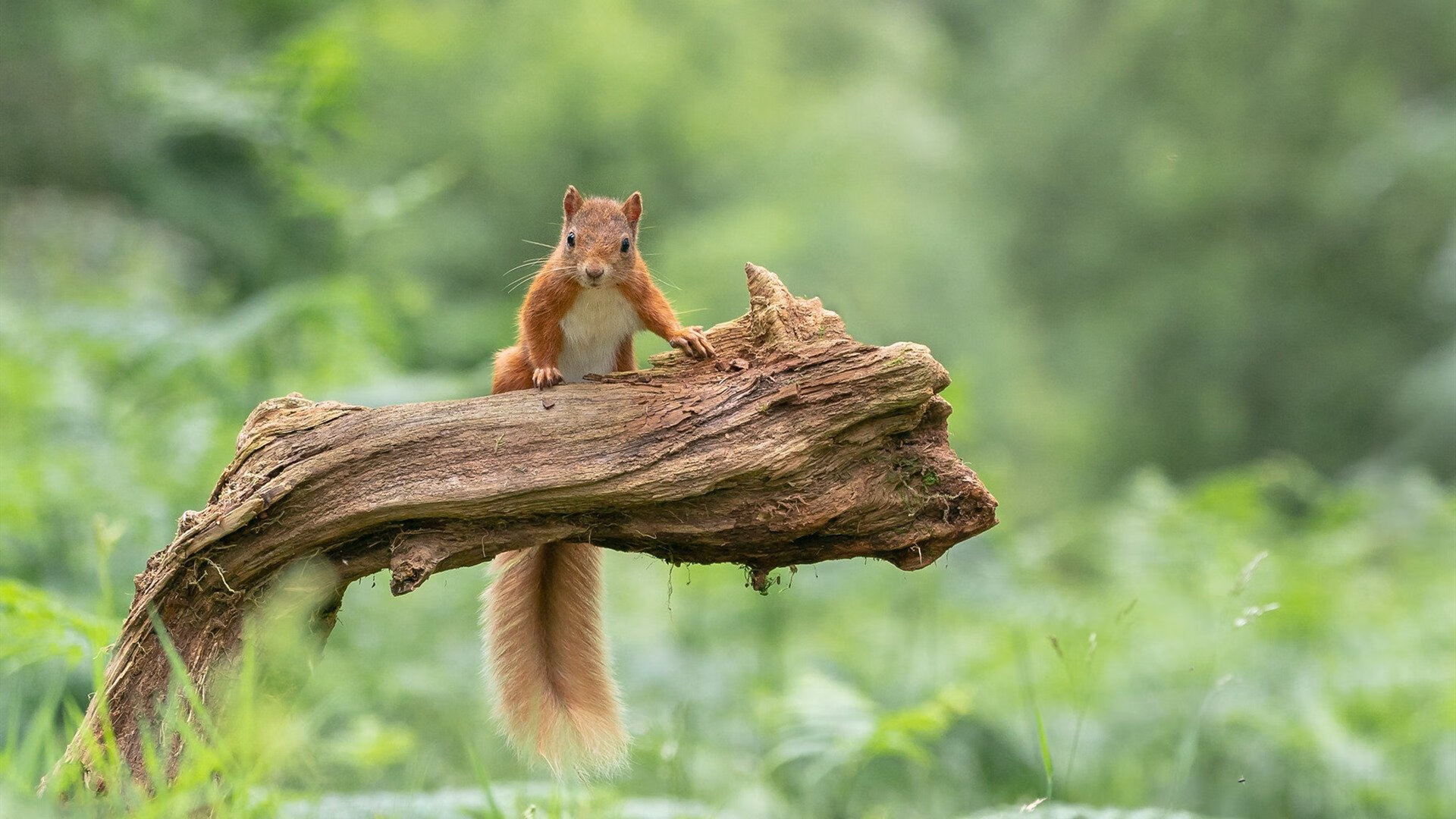 九游(jiuyou)官方网站-阿尔阿赫利主场观众热情高涨，阿尔阿赫利什么意思