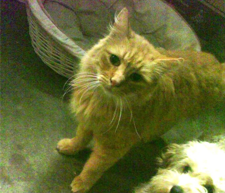 中超球队赛前战术布置与实战还原度评估,中超比赛分析