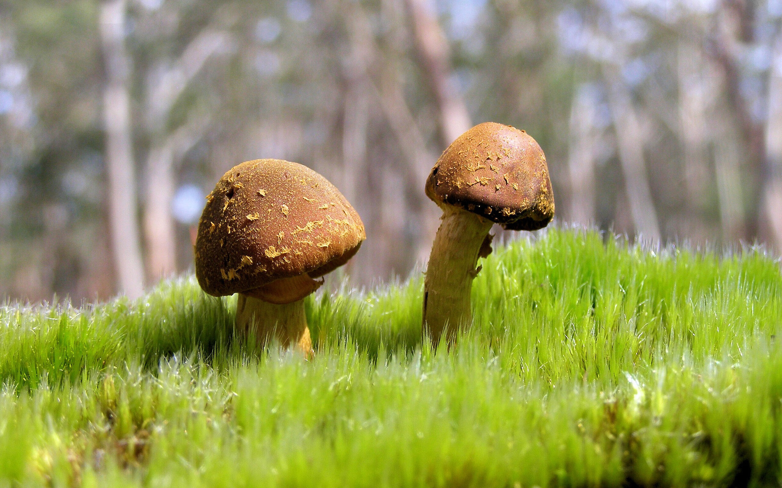 “世界游泳锦标赛：新加坡赛场上，游泳与水上芭蕾并肩竞技”