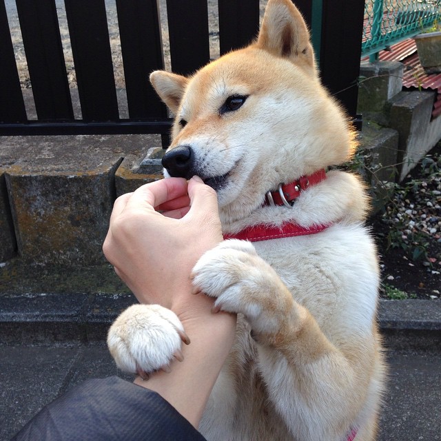 九游APP官网-中国姑娘再刷世界纪录榜单，中国姑娘用实力逆转夺冠