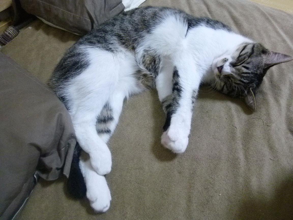 中距离蛙泳选手体能管理见长,蛙泳比赛泳距