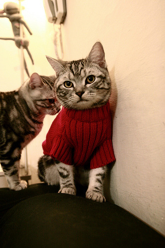 JiuyouAPP下载-体育心理研究成果应用于竞技团队管理，体育心理学所研究的问题就涵盖了