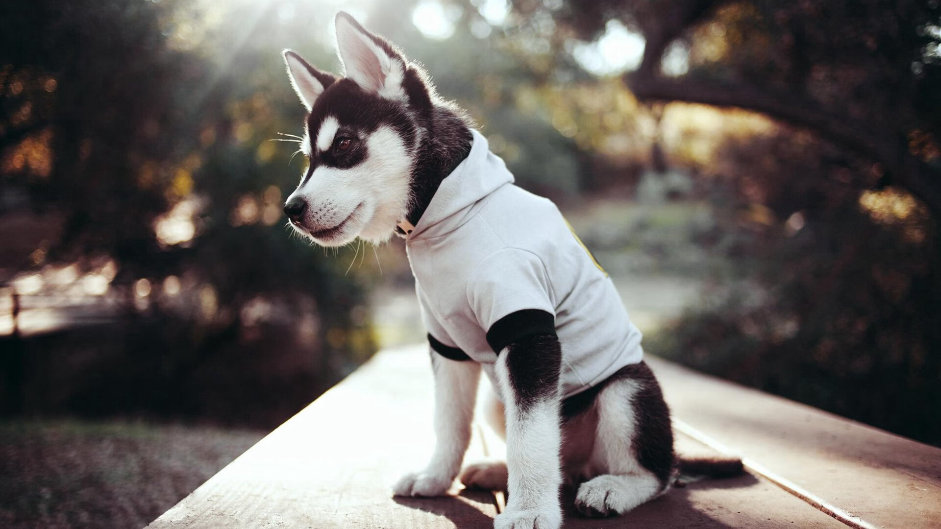 九游网页版官网-法兰克福客场逆转取胜，继续保持领先优势，法兰克福主场叫什么