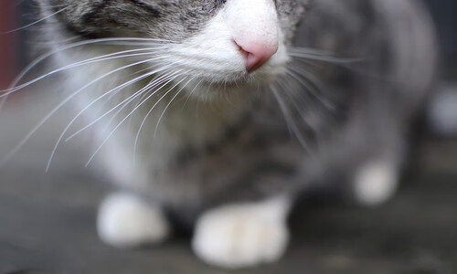 篮球走进乡村计划逐步推广扩大基层影响力,乡村篮球比赛策划方案