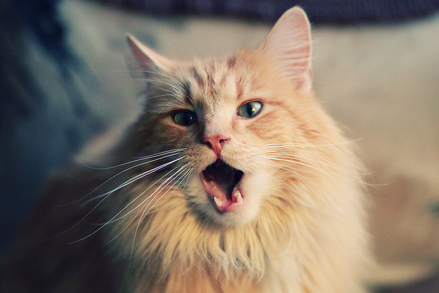 CBA球队联合举办篮球市集活动打造球迷线下社交空间，cba球队列表