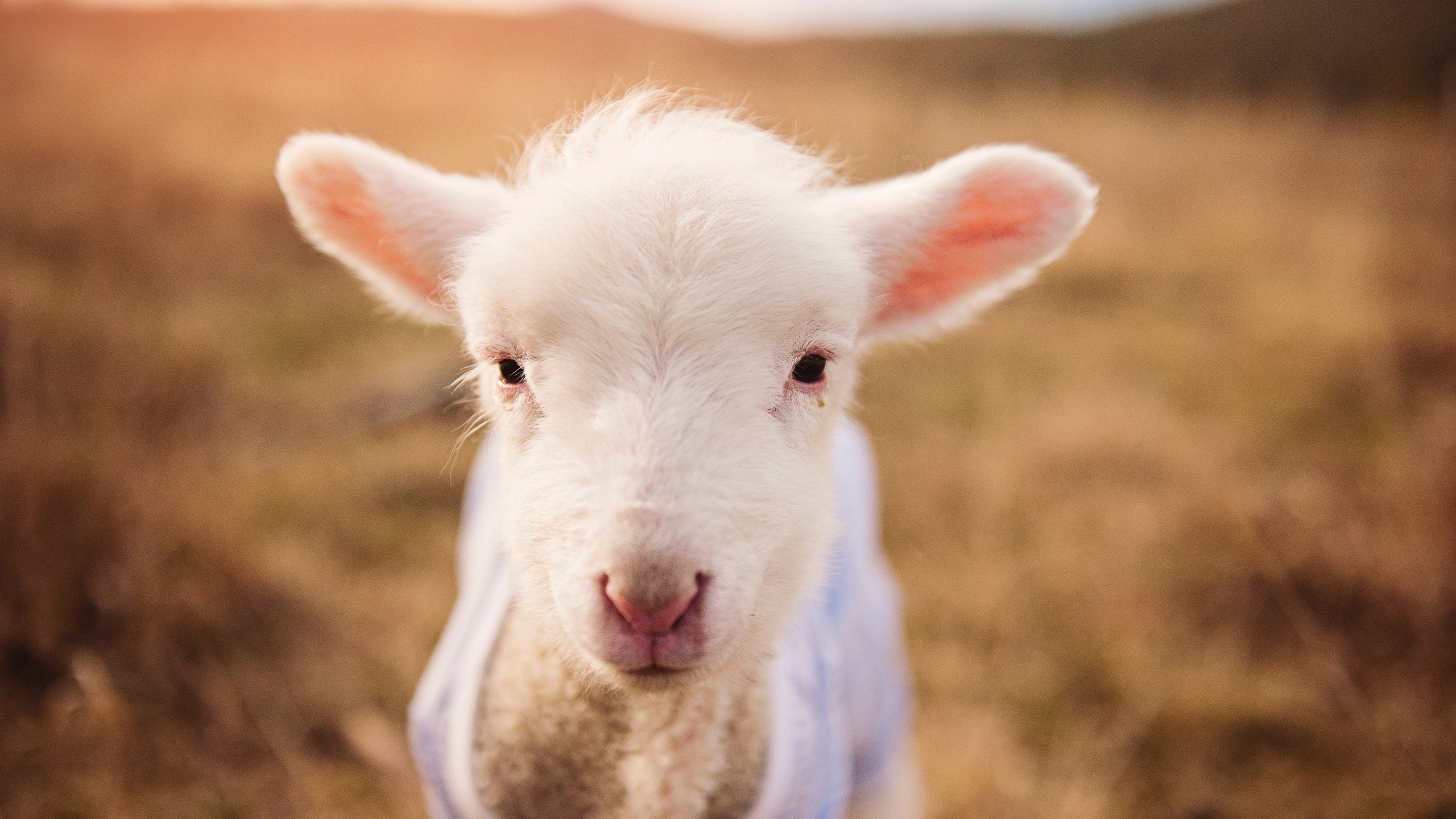 九游网页版入口-塞尔维亚男篮在欧洲预赛中奋勇追击，冲刺更高荣誉！，塞尔维亚男篮热身赛