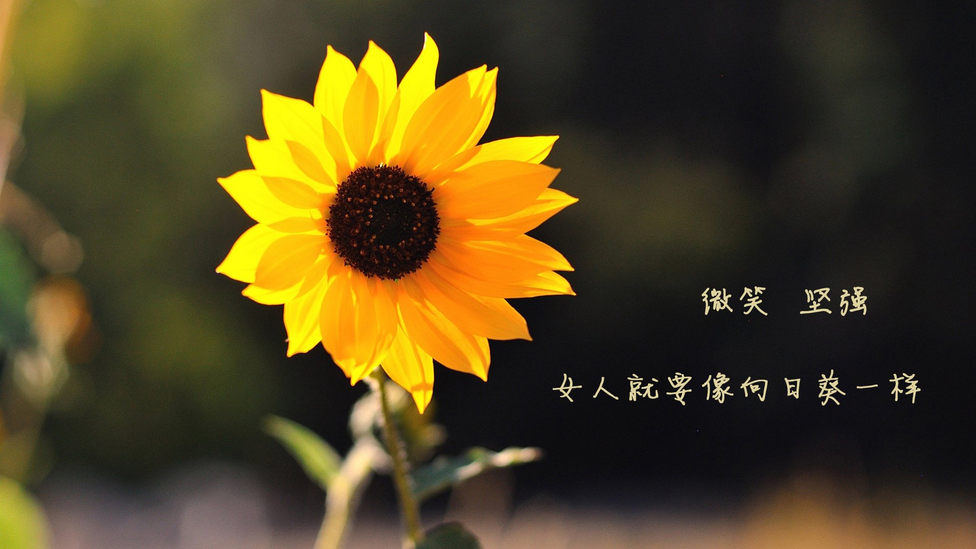 外援与本土球员之间的配合逐步趋于默契展现战术执行力，外援球队球员