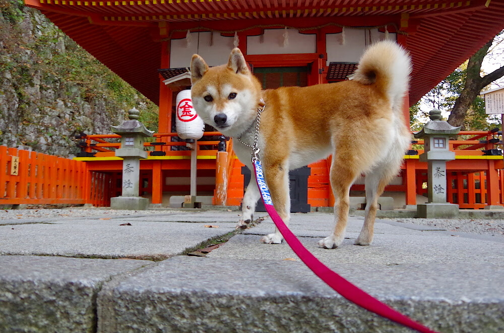 九游网-弗朗索瓦·斯图尔特：关键传球让南非队锋线一飞冲天，弗朗索瓦恩格勒特