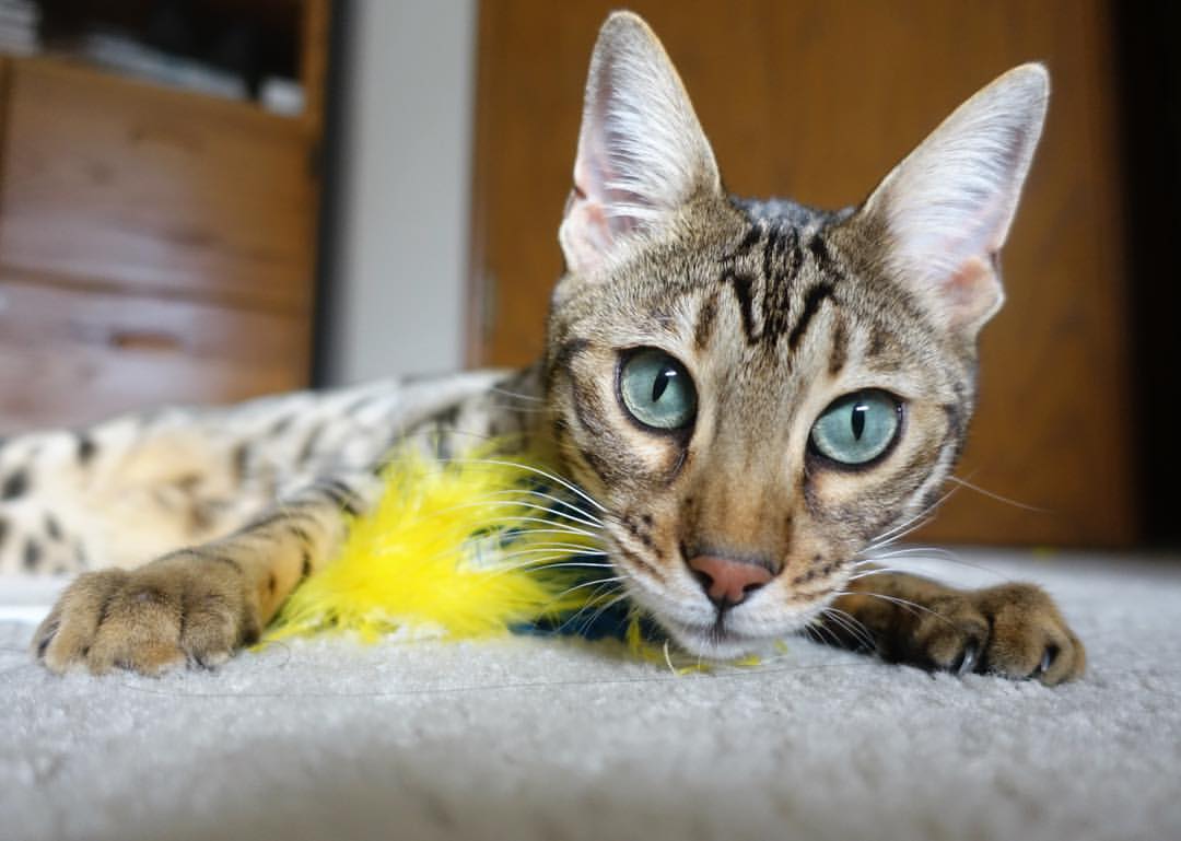 九游娱乐官网 (jiuyou)-意甲绝杀时刻：千万不要眨眼的精彩瞬间，意甲高能7秒